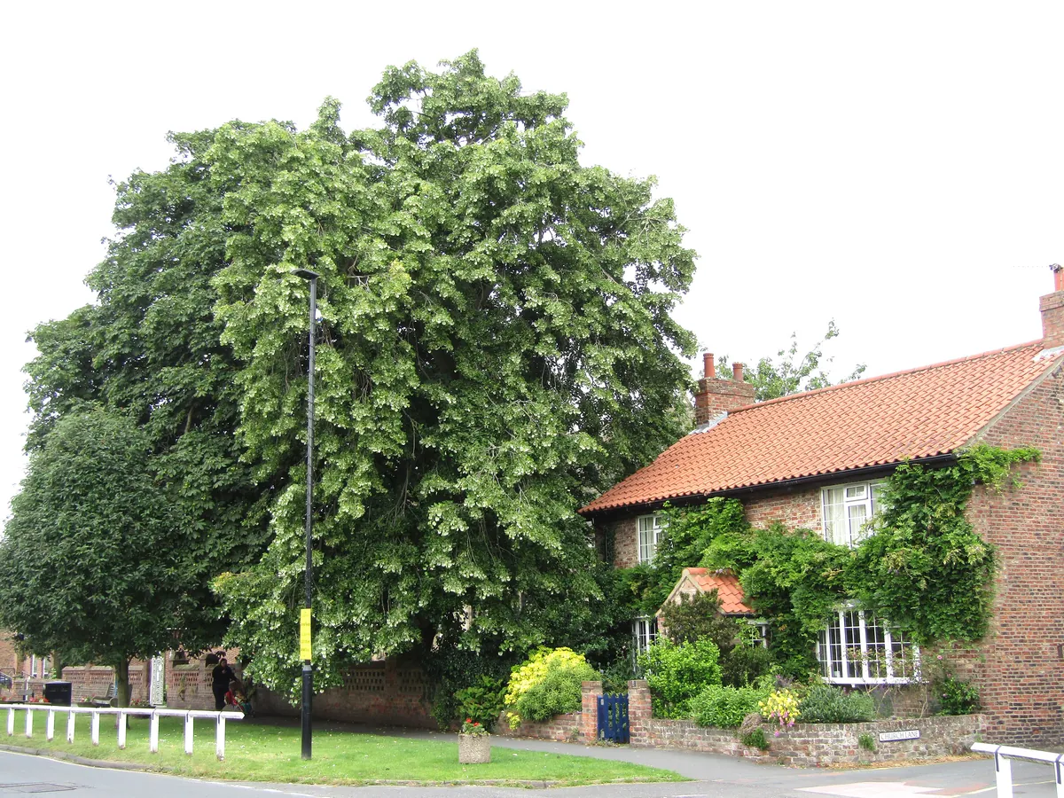 A brick cottage with a pantile roof beside a large tree on The Village, Haxby